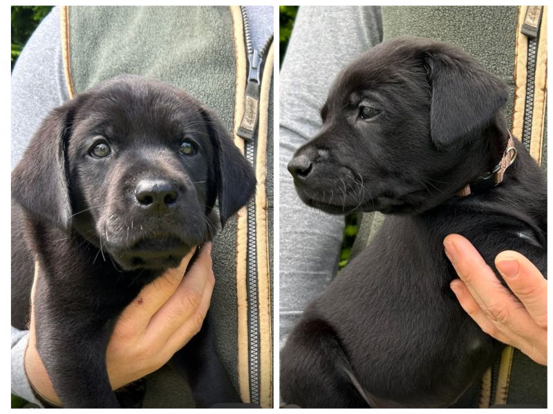 Health tested KC registered, black working Labrador puppies