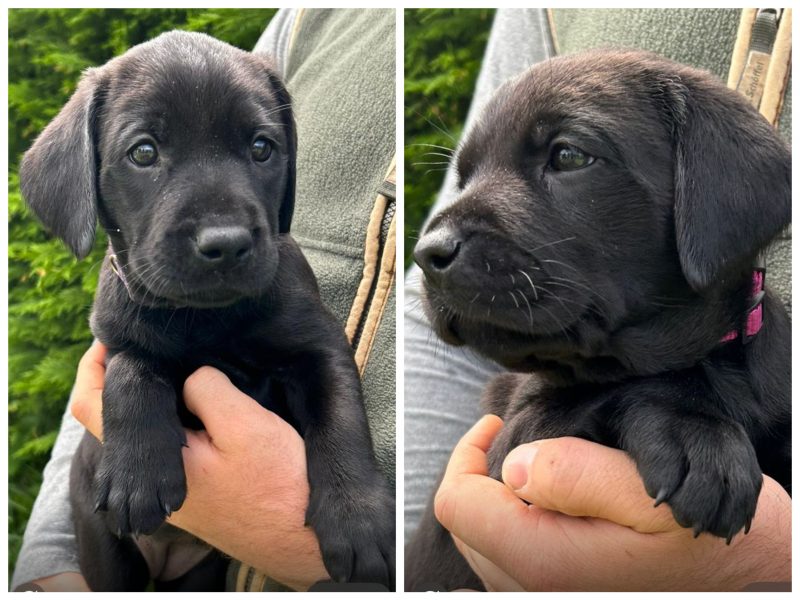 Health tested KC registered, black working Labrador puppies