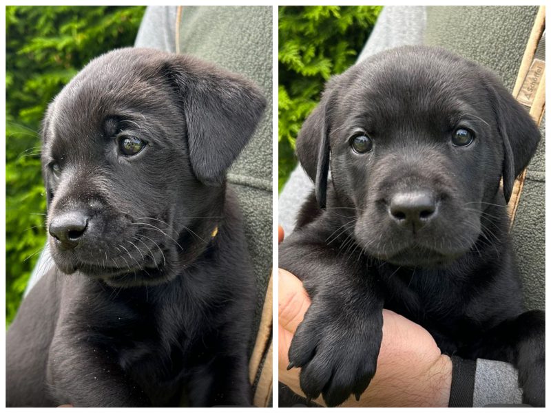 Health tested KC registered, black working Labrador puppies