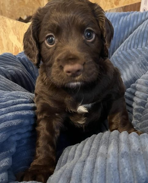 WORKING COCKER SPANIEL PUPPIES