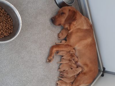 KC Registered Fox Red Labrador Puppies