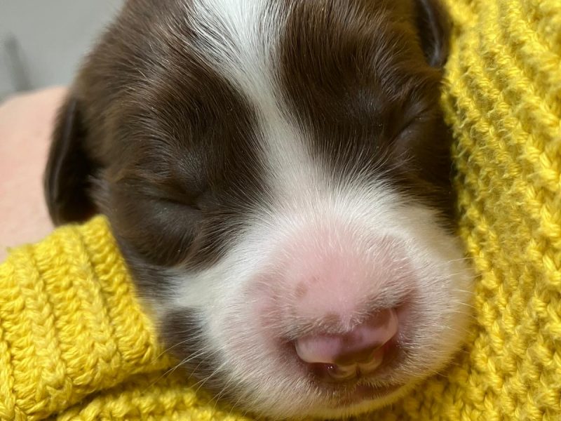 Exceptional English Springer Spaniels