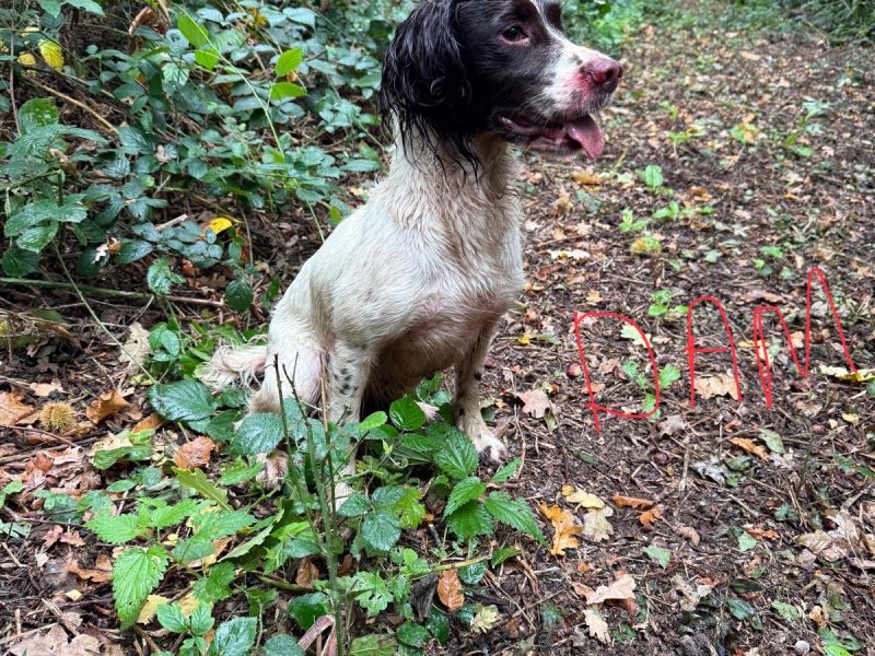 3 Quality Springer pups for sale.