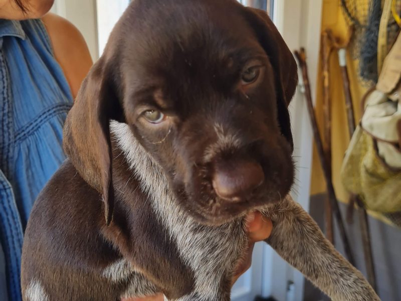 WOrking KC Registered German Wirehaired Pointer pups