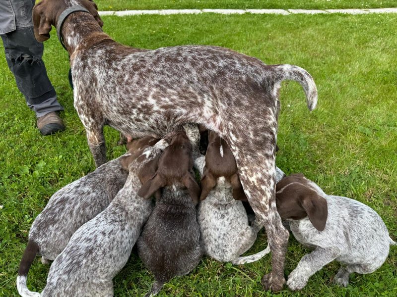Pedigree Short Haired German Pointers