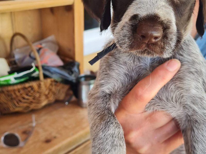 WOrking KC Registered German Wirehaired Pointer pups