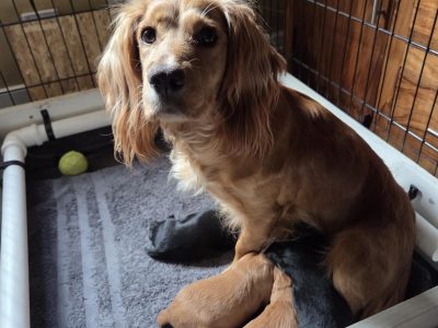 Working Cocker Spaniel Pups ONE BOY LEFT