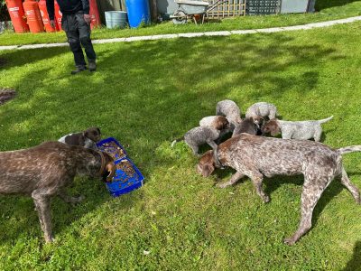 Pedigree Short Haired German Pointers