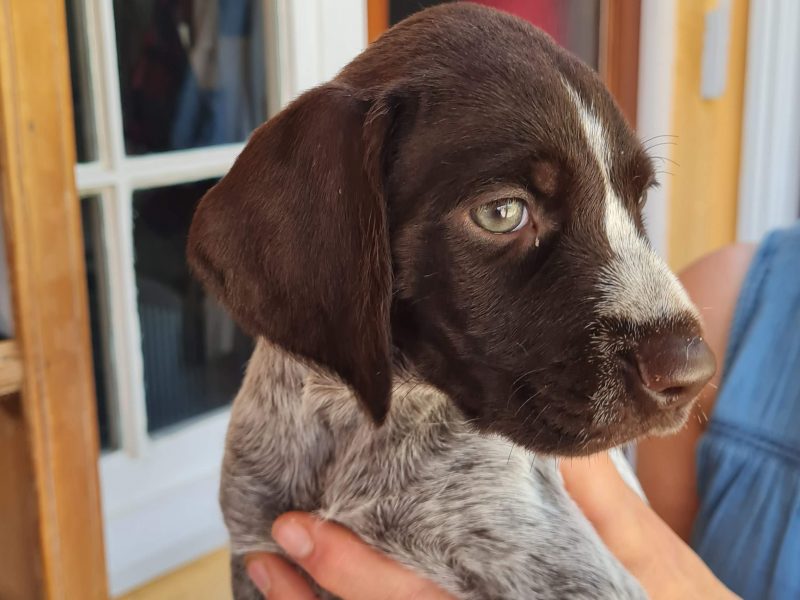 WOrking KC Registered German Wirehaired Pointer pups