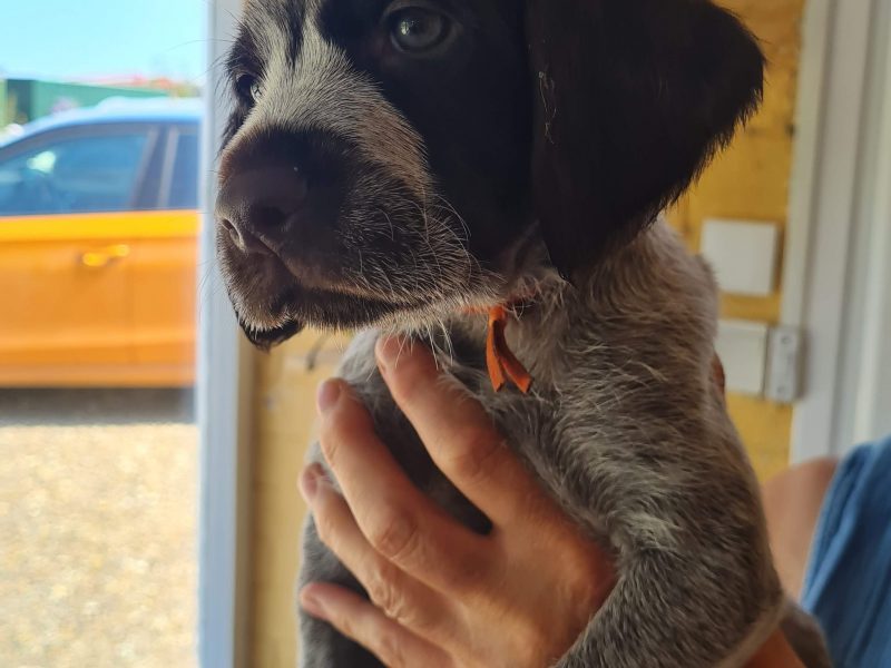 WOrking KC Registered German Wirehaired Pointer pups