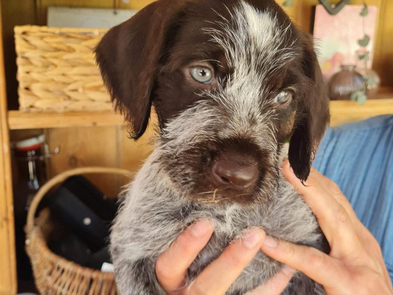 WOrking KC Registered German Wirehaired Pointer pups