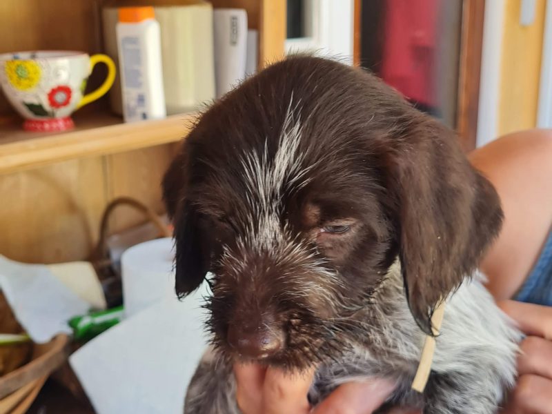 WOrking KC Registered German Wirehaired Pointer pups