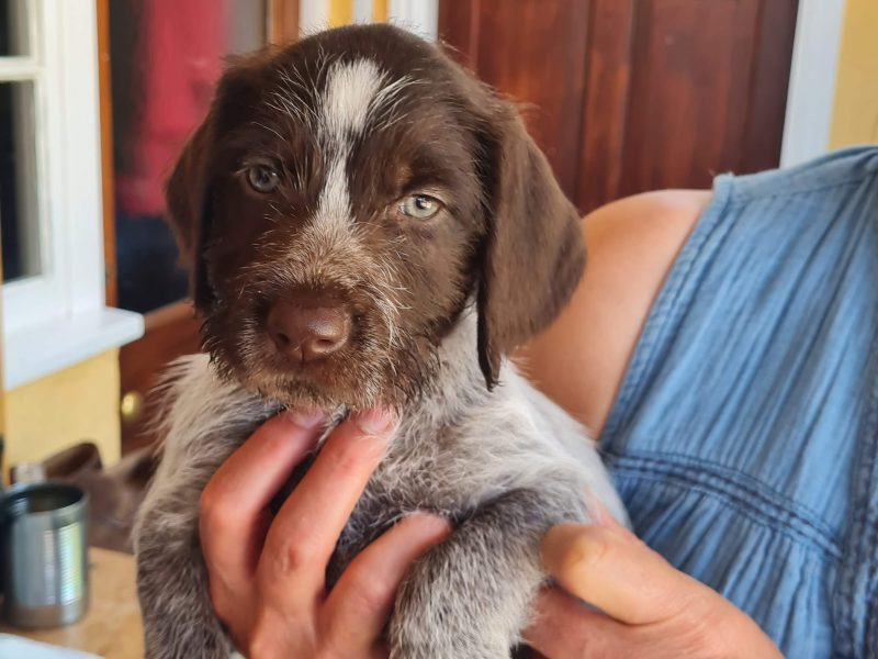 WOrking KC Registered German Wirehaired Pointer pups