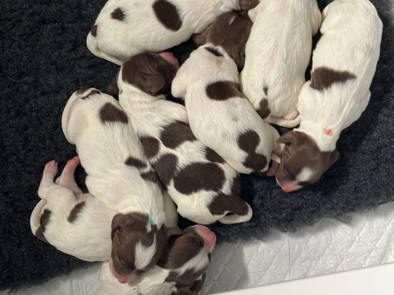Exceptional English Springer Spaniels