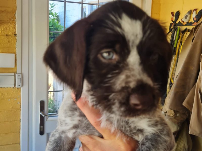 WOrking KC Registered German Wirehaired Pointer pups