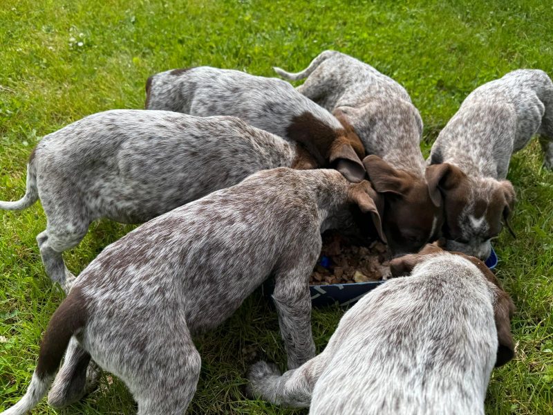 Pedigree Short Haired German Pointers