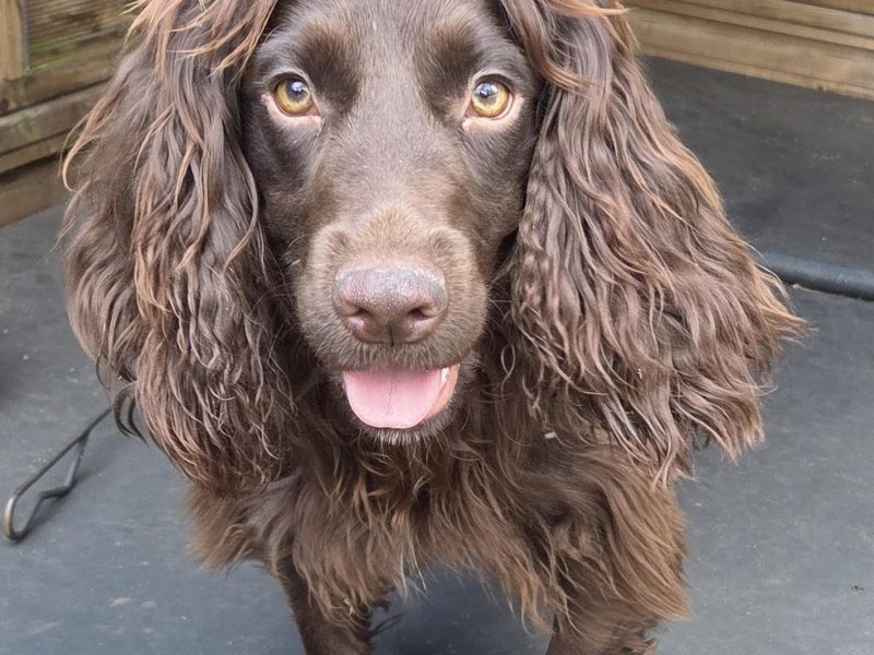 Working Cocker Spaniel Pups ONE BOY LEFT