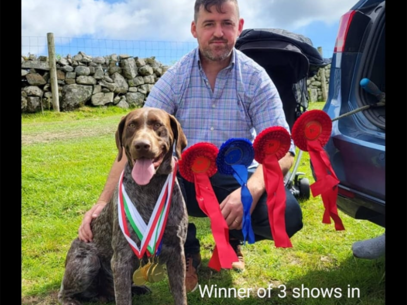 Pedigree Short Haired German Pointers