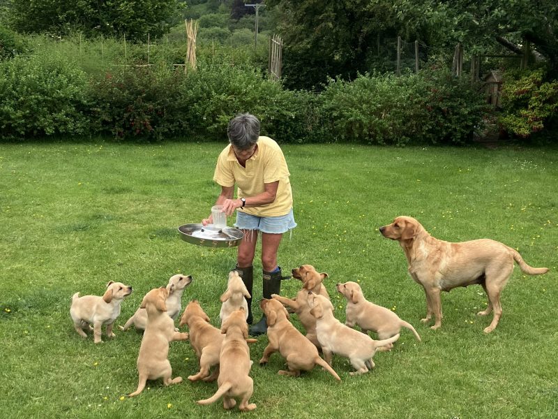 3 yellow boy puppies remaining