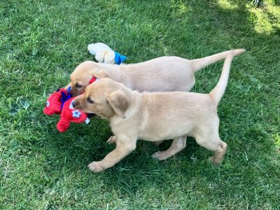 3 yellow boy puppies remaining