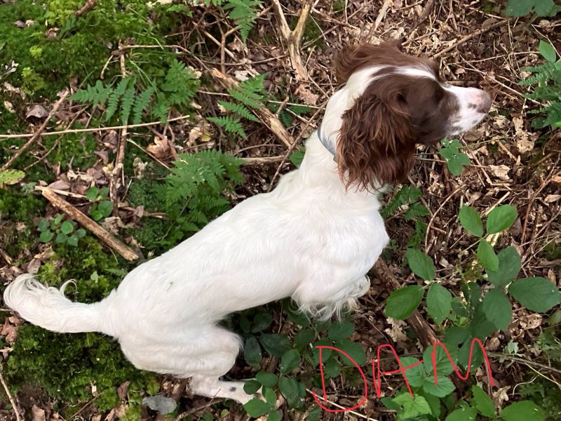 3 Quality Springer pups for sale.
