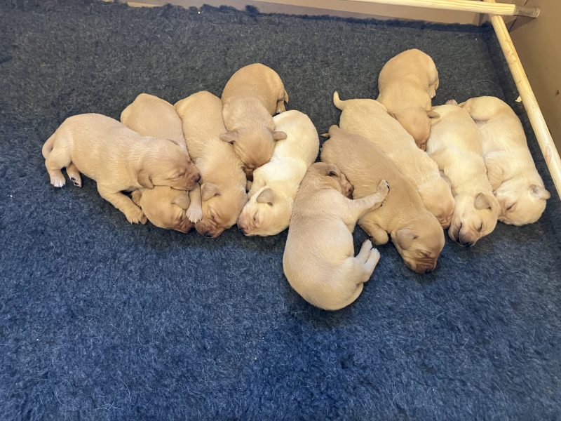 3 yellow boy puppies remaining