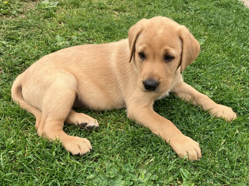 3 yellow boy puppies remaining