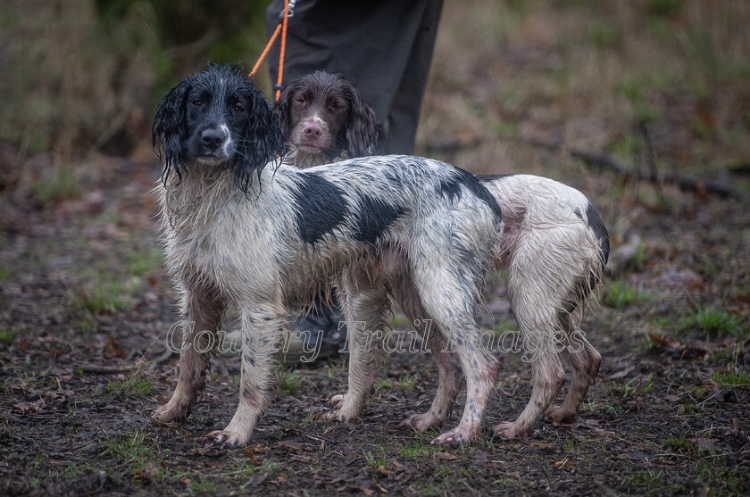 1 bitch (£900 see below) 1 dog