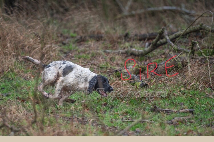 3 Quality Springer pups for sale.