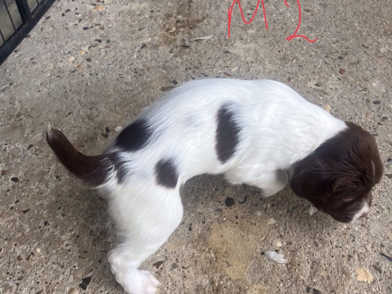 3 Quality Springer pups for sale.