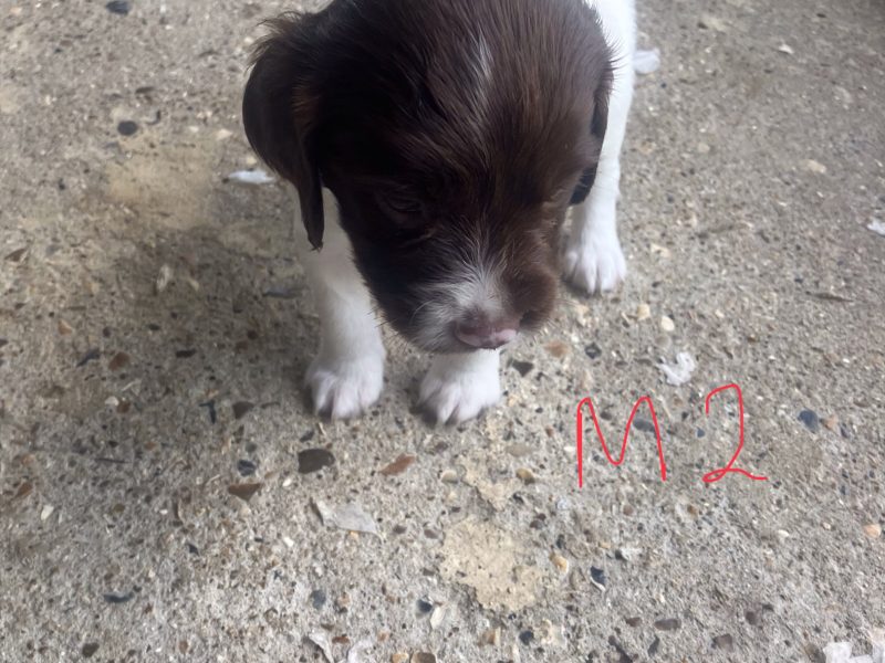 3 Quality Springer pups for sale.