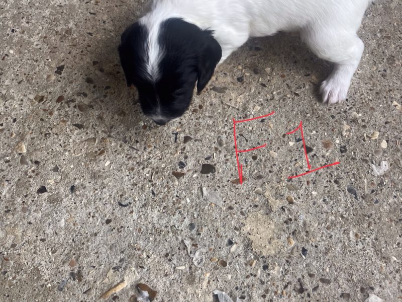 3 Quality Springer pups for sale.