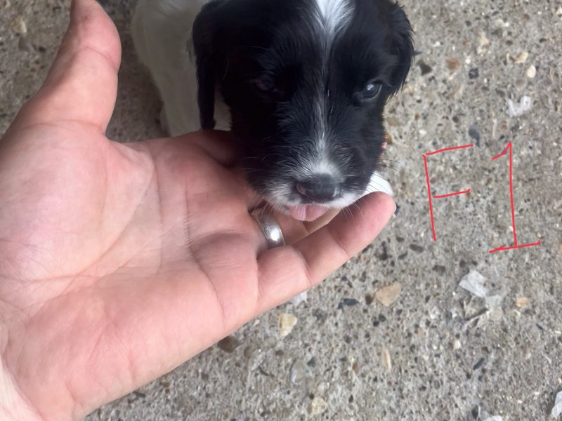 3 Quality Springer pups for sale.
