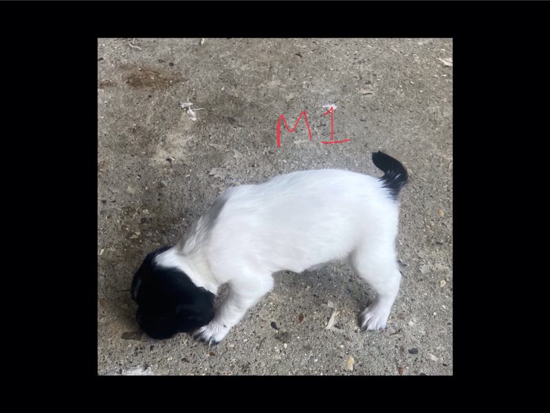 3 Quality Springer pups for sale.