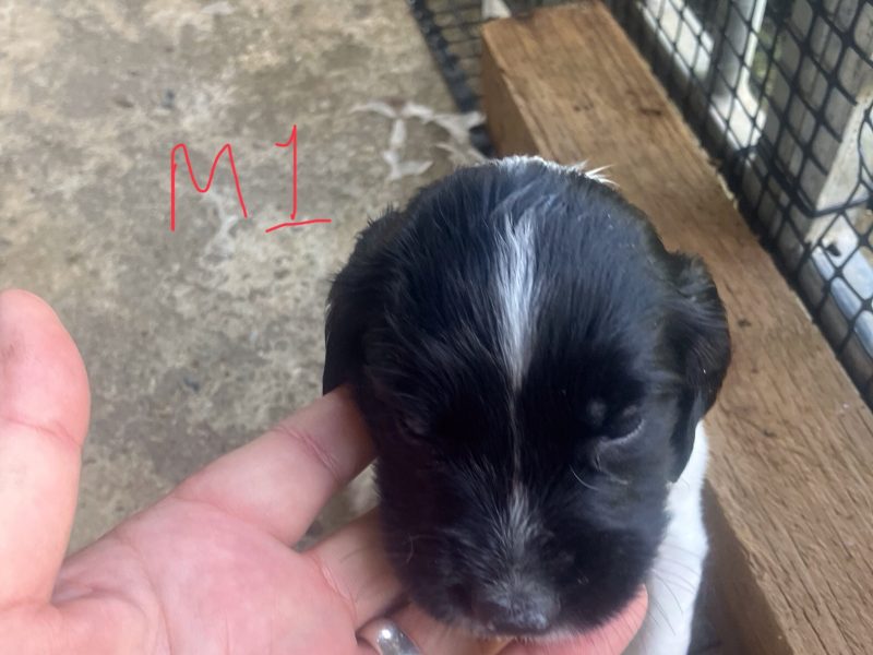 3 Quality Springer pups for sale.