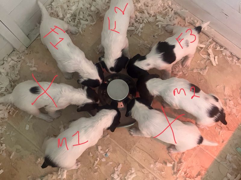 3 Quality Springer pups for sale.
