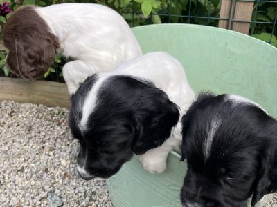 3 Quality Springer pups for sale.