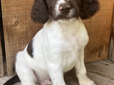 1 bitch (£900 see below) 1 dog