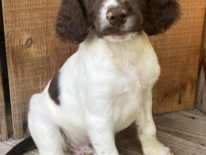 1 bitch (£900 see below) 1 dog