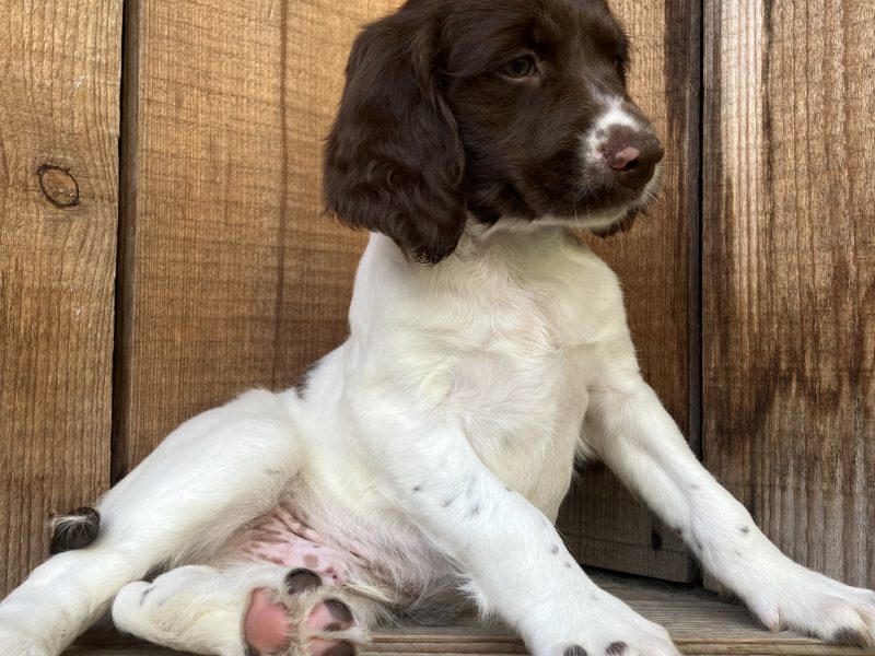 1 bitch (£900 see below) 1 dog