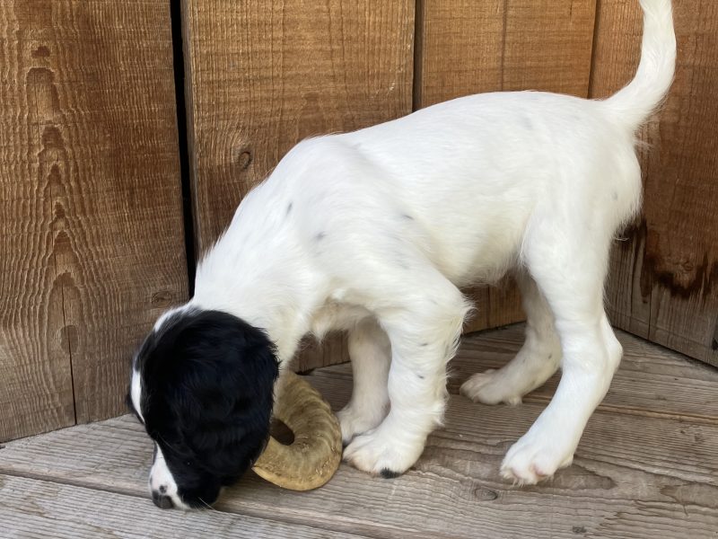 1 bitch (£900 see below) 1 dog