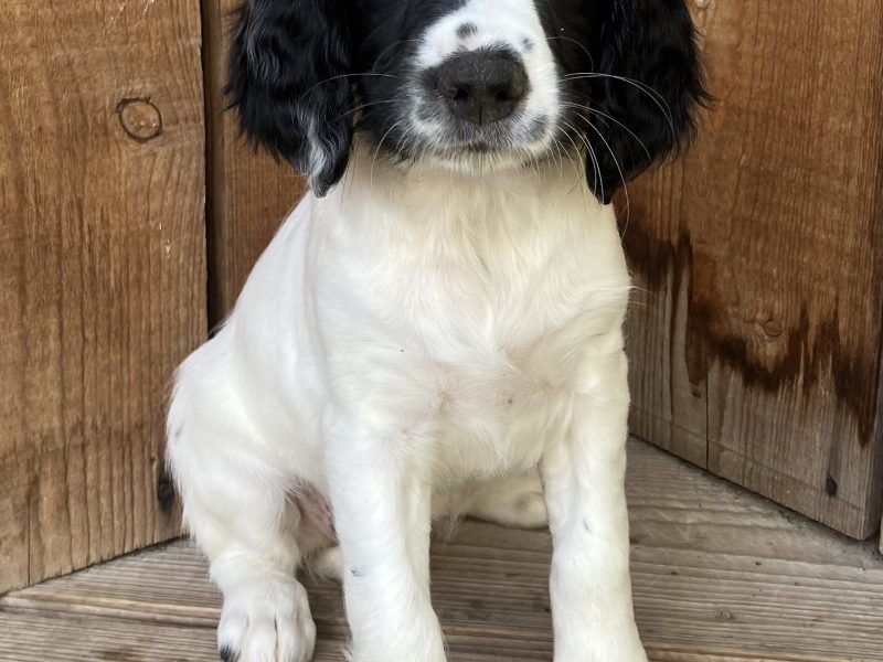 1 bitch (£900 see below) 1 dog