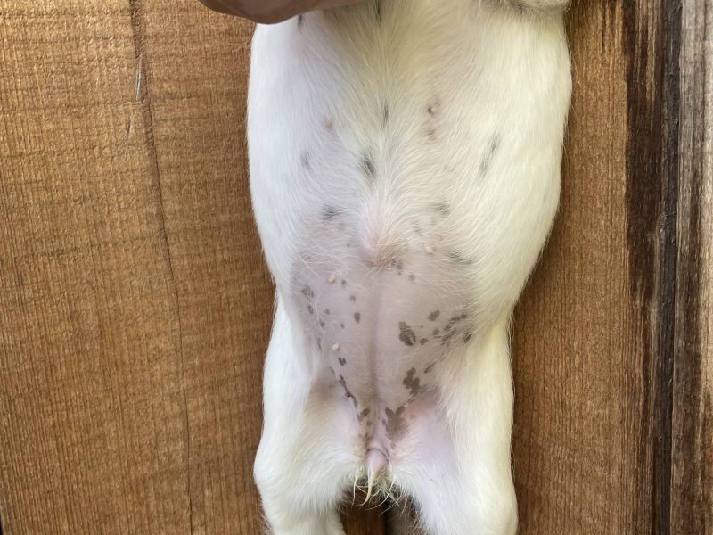1 bitch (£900 see below) 1 dog