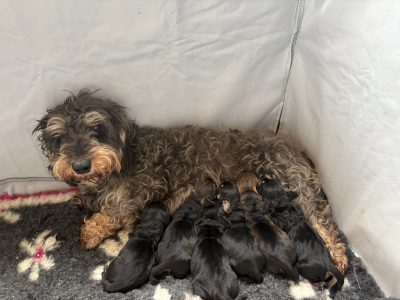 KC Registered Teckel Dachshund puppies
