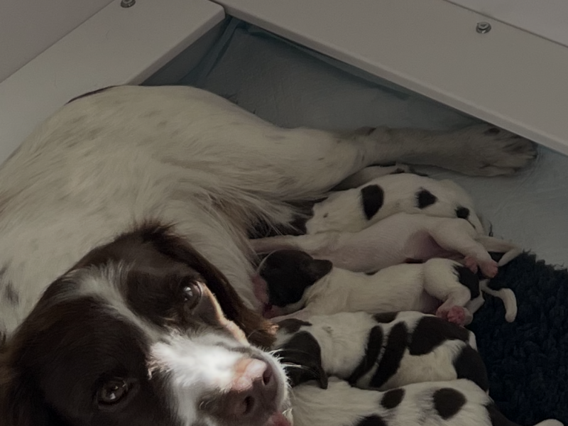 Exceptional English Springer Spaniels