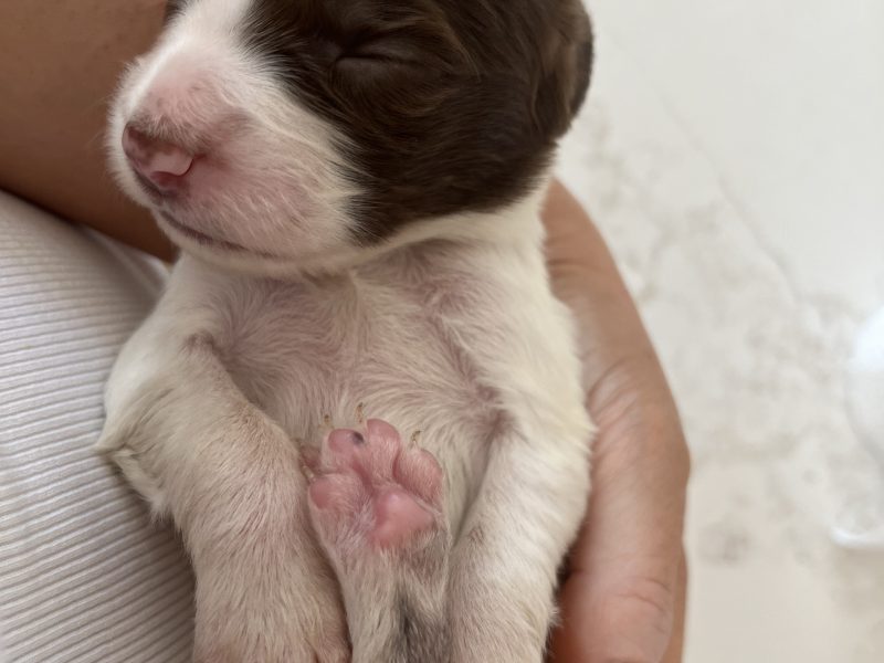 Exceptional English Springer Spaniels
