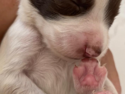 Exceptional English Springer Spaniels
