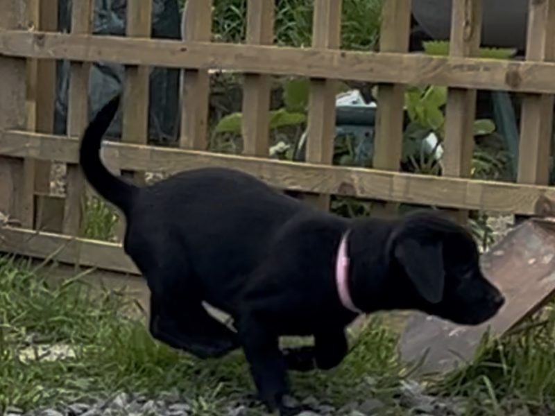 KC reg Labrador puppies fox red and black