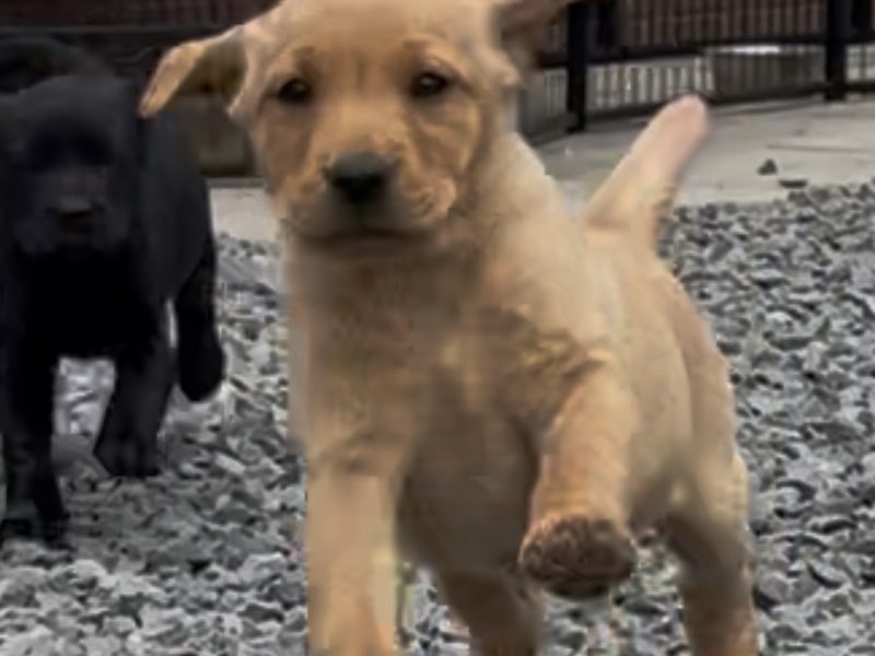 KC reg Labrador puppies fox red and black