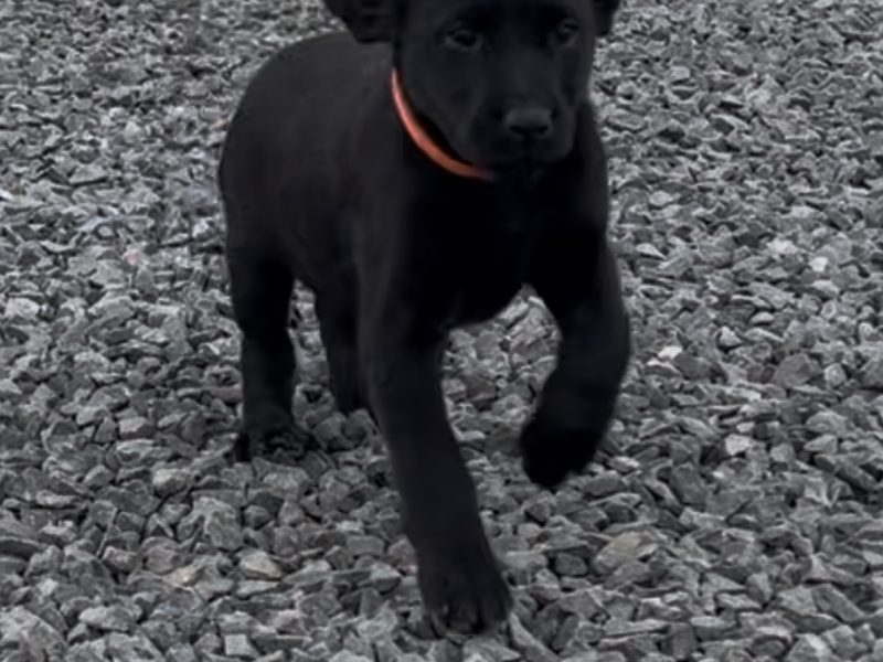 KC reg Labrador puppies fox red and black